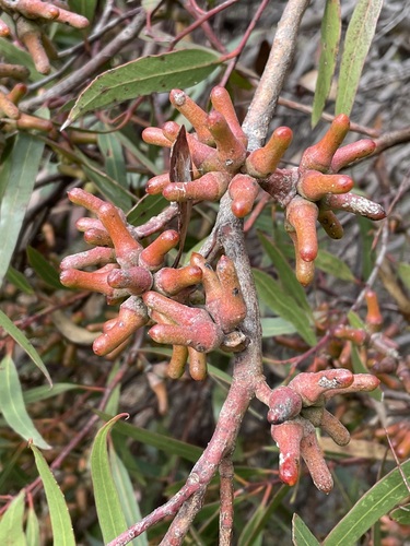 Eucalyptus annulata Benth.