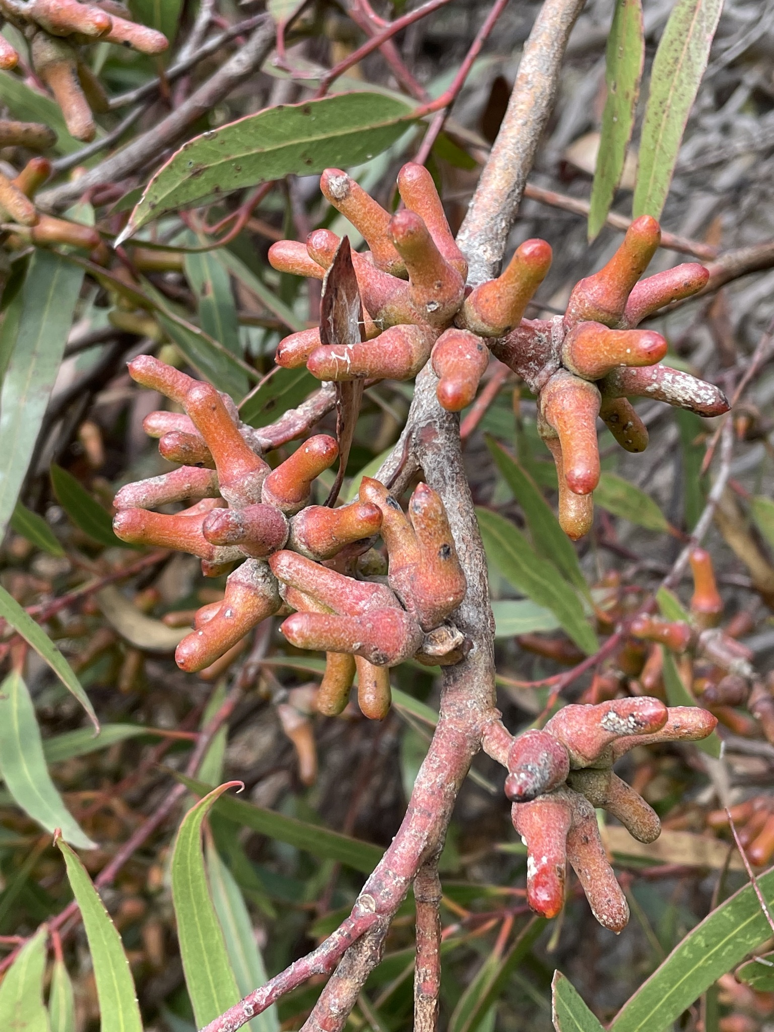 Eucalyptus annulata