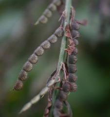 Pleurolobus gangeticus