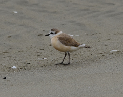 Charadrius marginatus