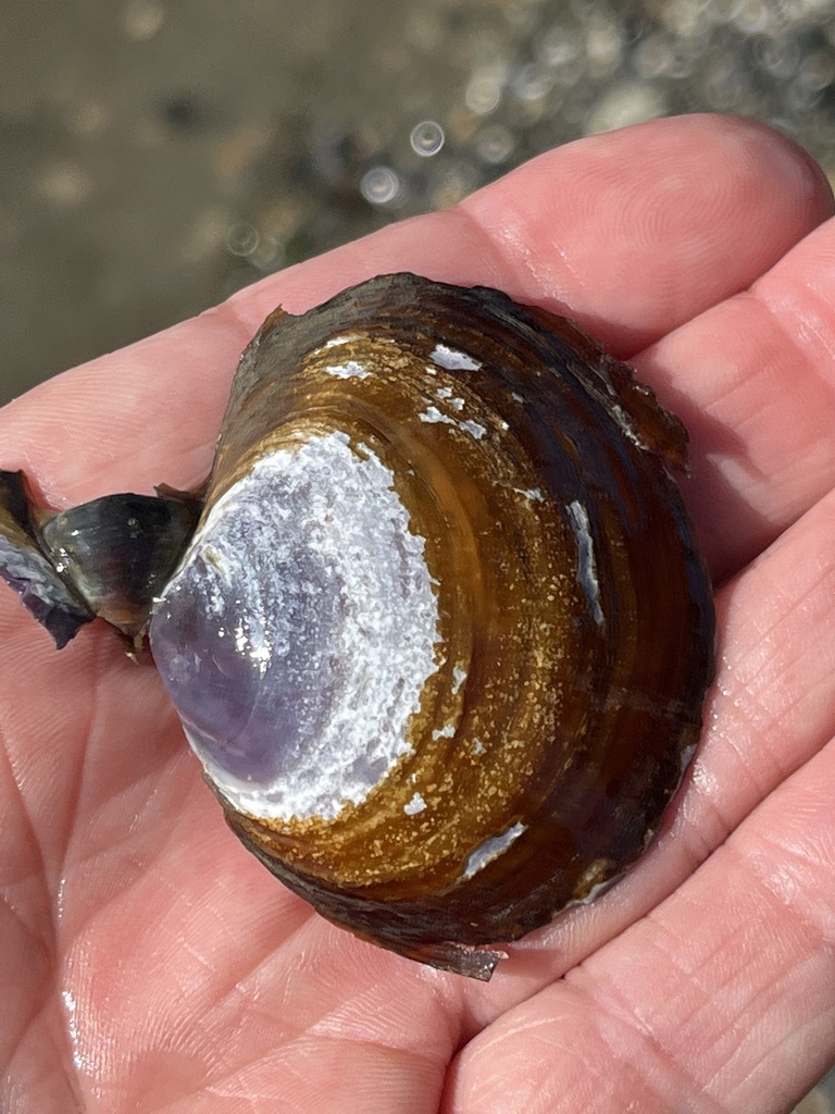 purple mahogany-clam