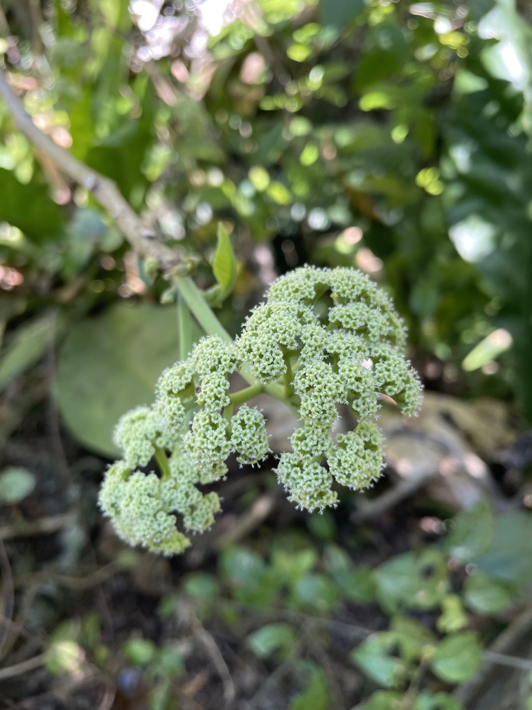 Pisonia horneae