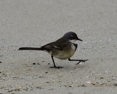 Motacilla capensis capensis