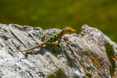 Vinales Anole photo 5