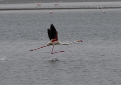 Phoenicopterus roseus