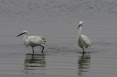 Egretta garzetta garzetta