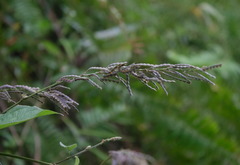 Pleurolobus gangeticus
