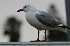 Chroicocephalus hartlaubii