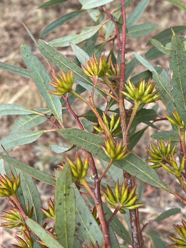 Pallinup River Mallet (Eucalyptus melanophitra)