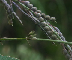 Pleurolobus gangeticus