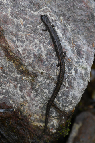 Kings River Slender Salamander, Batrachoseps regius