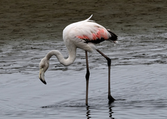 Phoenicopterus roseus