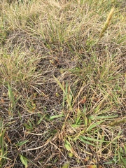 Muehlenbeckia ephedroides