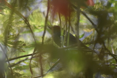 Diglossa albilatera