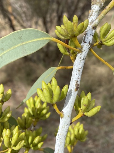 Eucalyptus pruiniramis L.A.S.Johnson & K.D.Hill