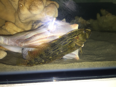 Chasmodes