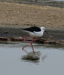 Himantopus himantopus