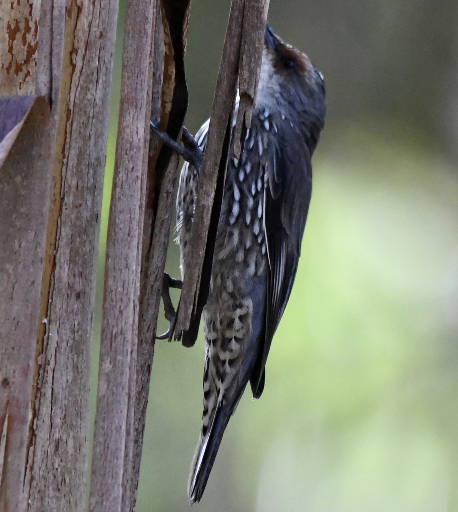 Redbrowed Treecreeper from Dharawal National Park, Wedderburn, NSW, AU