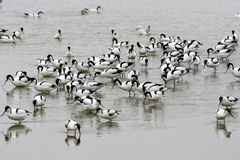 Recurvirostra avosetta