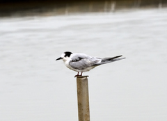 Sterna hirundo