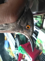 Toxostoma curvirostre