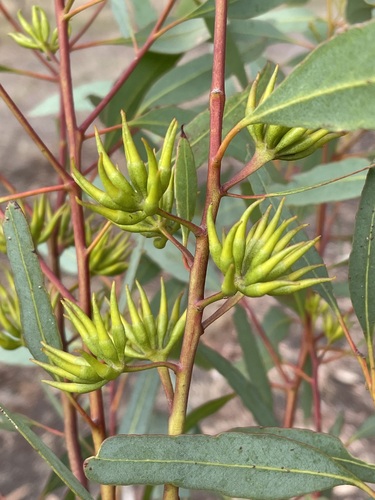 Beaufort Inlet Mallet (Eucalyptus praetermissa)