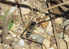 Bembix americana spinolae