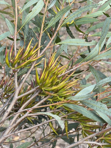 Narrow-leaved Blue Mallet (Eucalyptus densa)