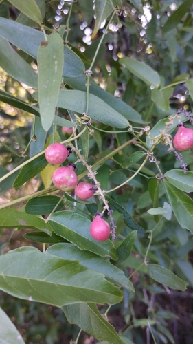 Paullinia elegans (Paullinia elegans)