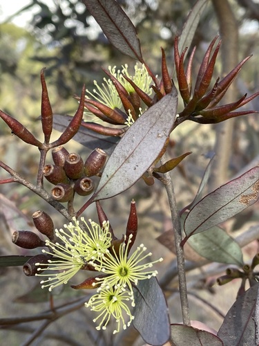Eucalyptus redunca