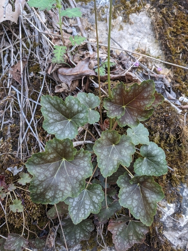 longflower alumroot (Heuchera longiflora)