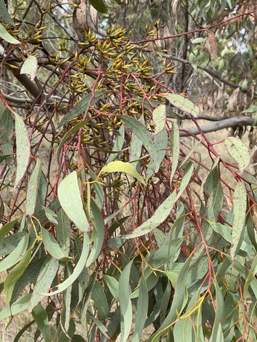 Eucalyptus livida 2