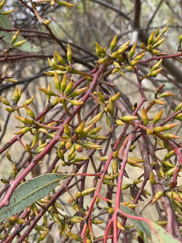 Eucalyptus livida 3