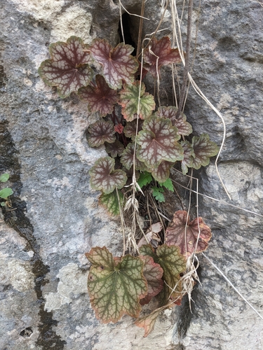 Image of Longflower Alumroot (Heuchera longiflora) by (c) Alaina Krakowiak, some rights reserved (CC BY)