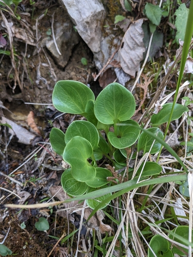 Image of Parnassia grandifolia by (c) Alaina Krakowiak, some rights reserved (CC BY)