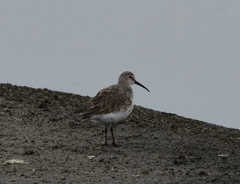 Calidris ferruginea
