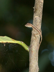Anolis osa