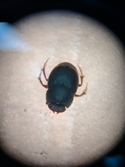 Onthophagus tuberculifrons