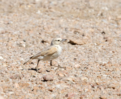 Ammomanopsis grayi
