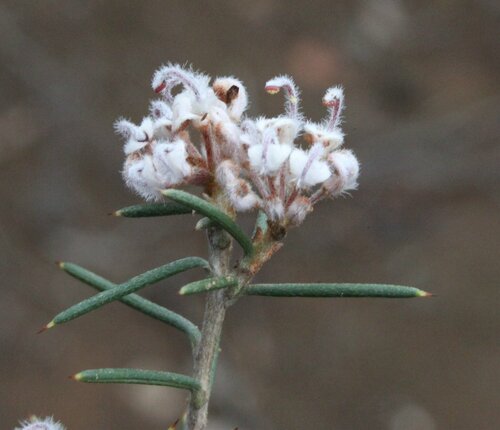 Grevillea umbellulata
