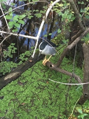 Nycticorax nycticorax image
