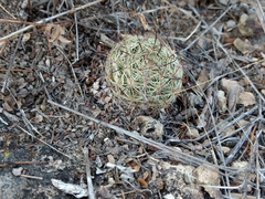 Mammillaria jaliscana
