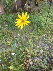 Silphium asteriscus