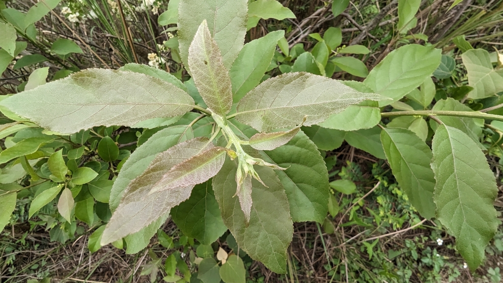 Cùm rụm nhọn – Ehretia acuminata