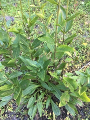 Silphium asteriscus