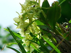 Epidendrum melistagum