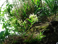 Epidendrum melistagum