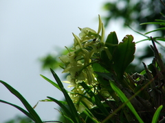 Epidendrum melistagum