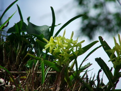 Epidendrum melistagum