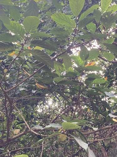 Ficus benguetensis (Ficus benguetensis)